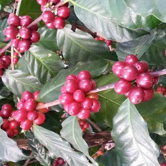 Variedad Pacas Meza Coffee