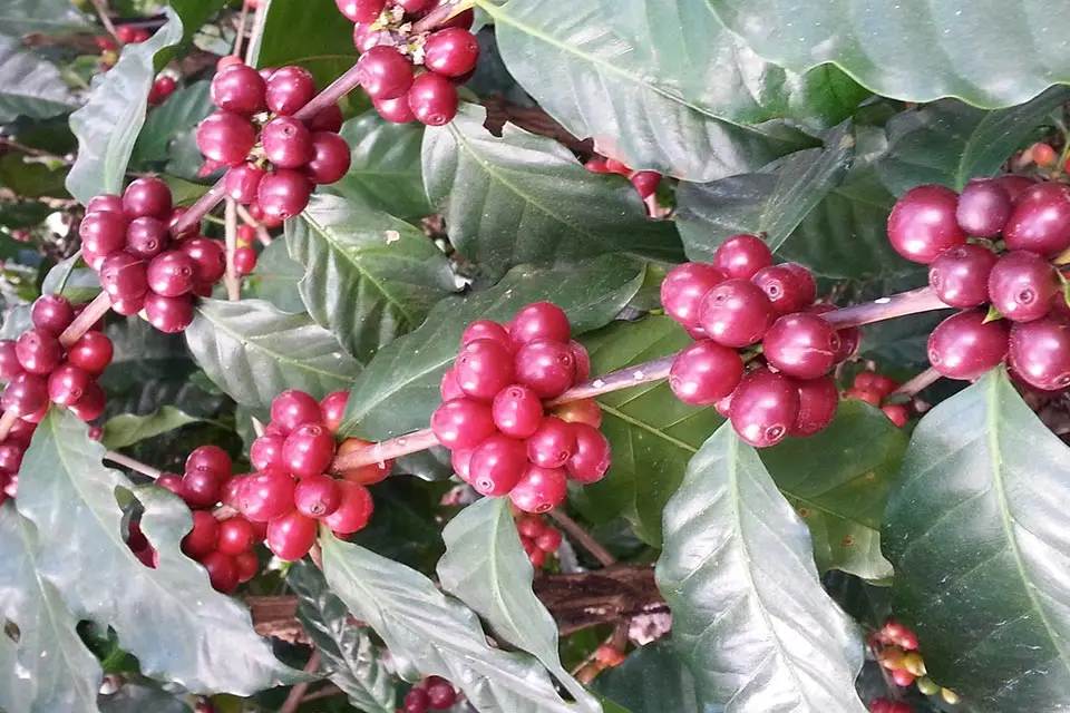Variedad Pacas Meza Coffee